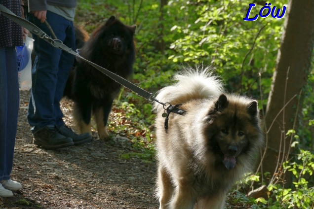 19.4.2025 - Waldpfad